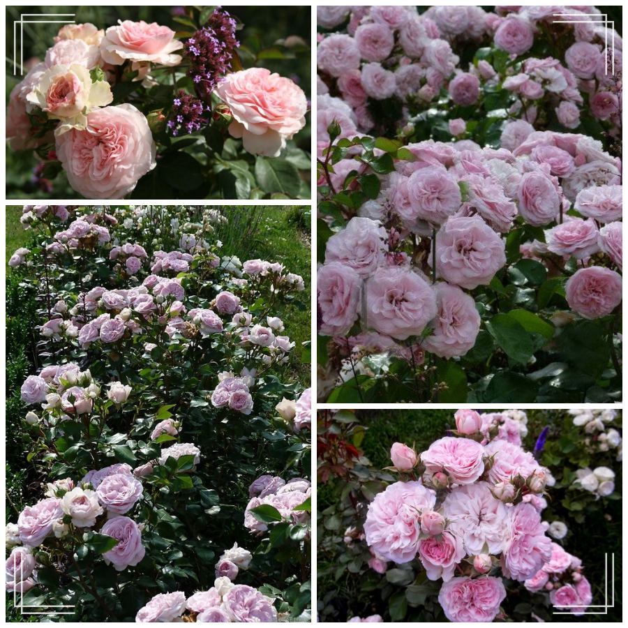 Mariatheressia róża rabatowa